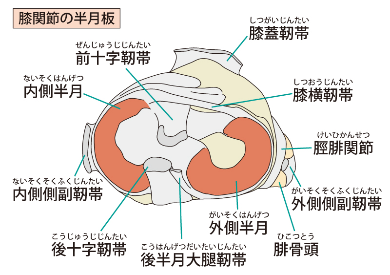 膝関節を構成している半月板などの軟骨や前十字靭帯などの靭帯についてが分かりやすい断面図